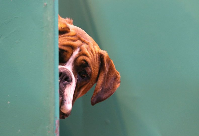 Dog, Dogs Dog, Dogs