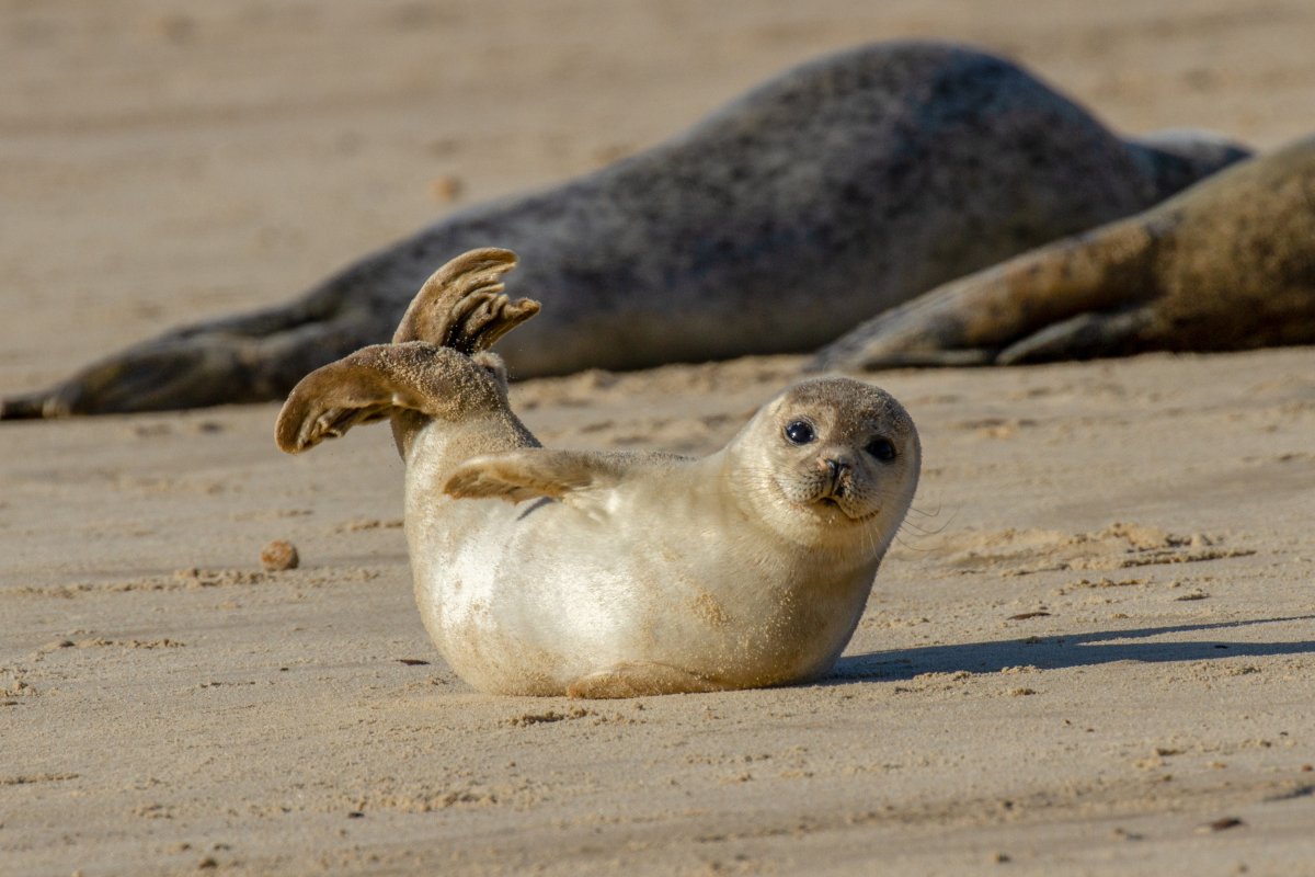 Seal Pup Norfolk England