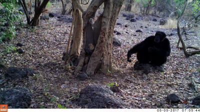 chimp throwing stones at tree chimp throwing stones at tree
