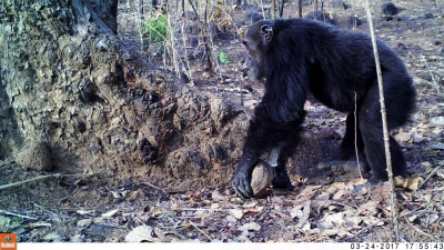 chimp throwing stones at tree chimp throwing stones at tree