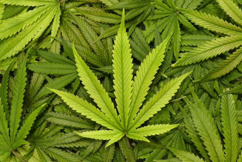 cannabis leaf, stock, getty, weed, marijuana,