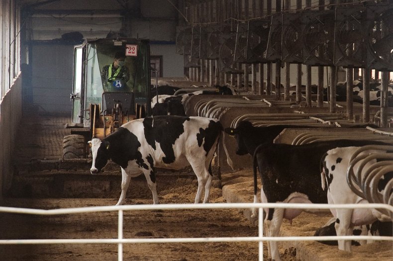 Dairy farm, China