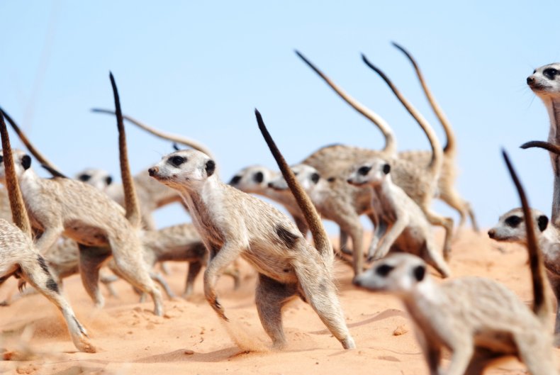 meerkat, war dance