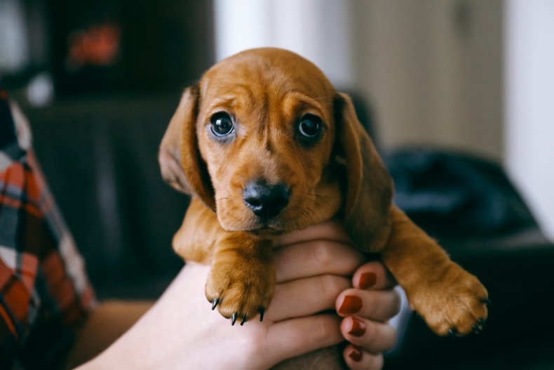 dog, puppy, pet, sausage dog, stock, getty,dachshund dog, puppy, pet, sausage dog, stock, getty,dachshund