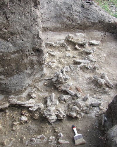 Homo erectus Homo erectus