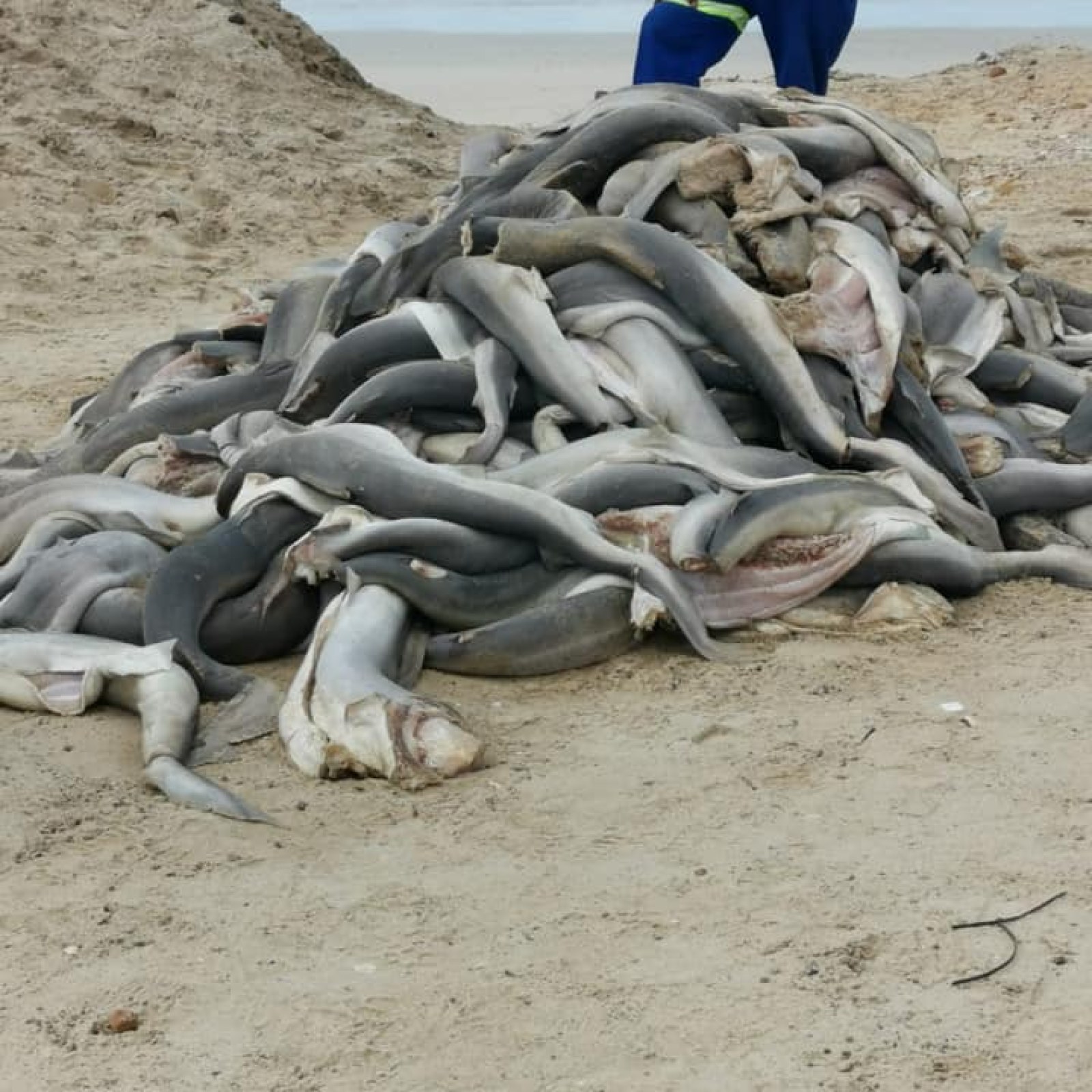 Dozens Of Decapitated Baby Sharks Found Dumped On Beach Investigation Launched Dozens Of Decapitated Baby Sharks Found Dumped On Beach Investigation Launched