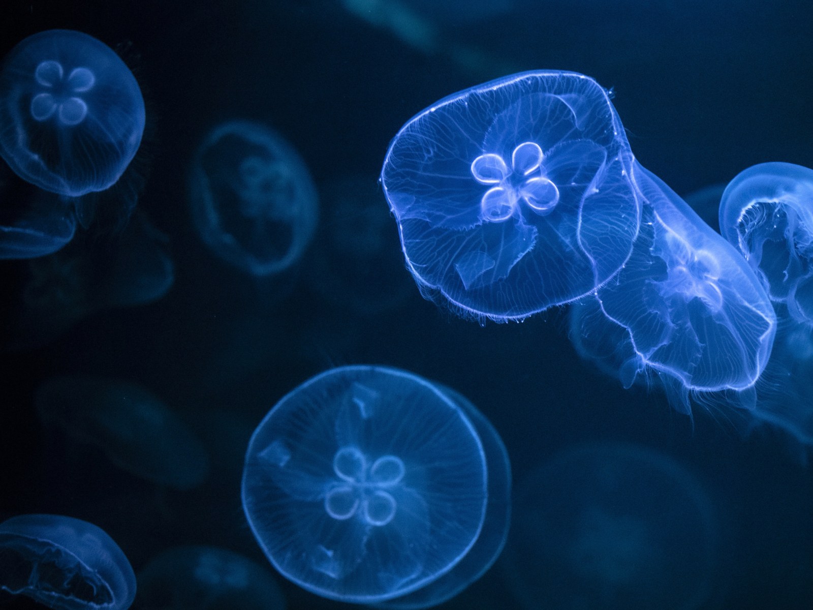 Swarms Of Jellyfish Invade Crimea Shores As Incredible Images Show Sea Inundated With Creatures