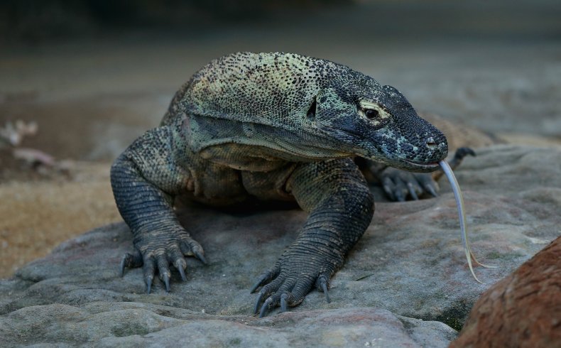 komodo dragon