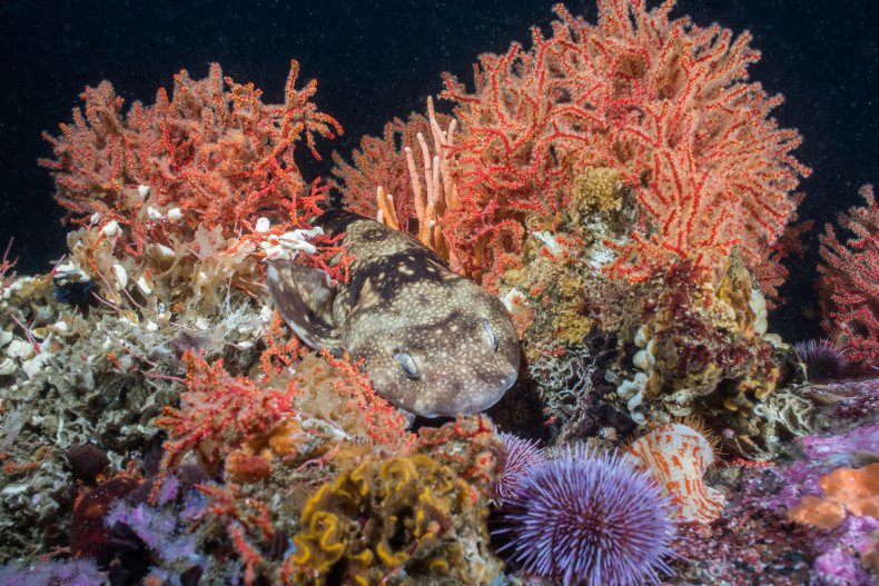 Puffadder shyshark