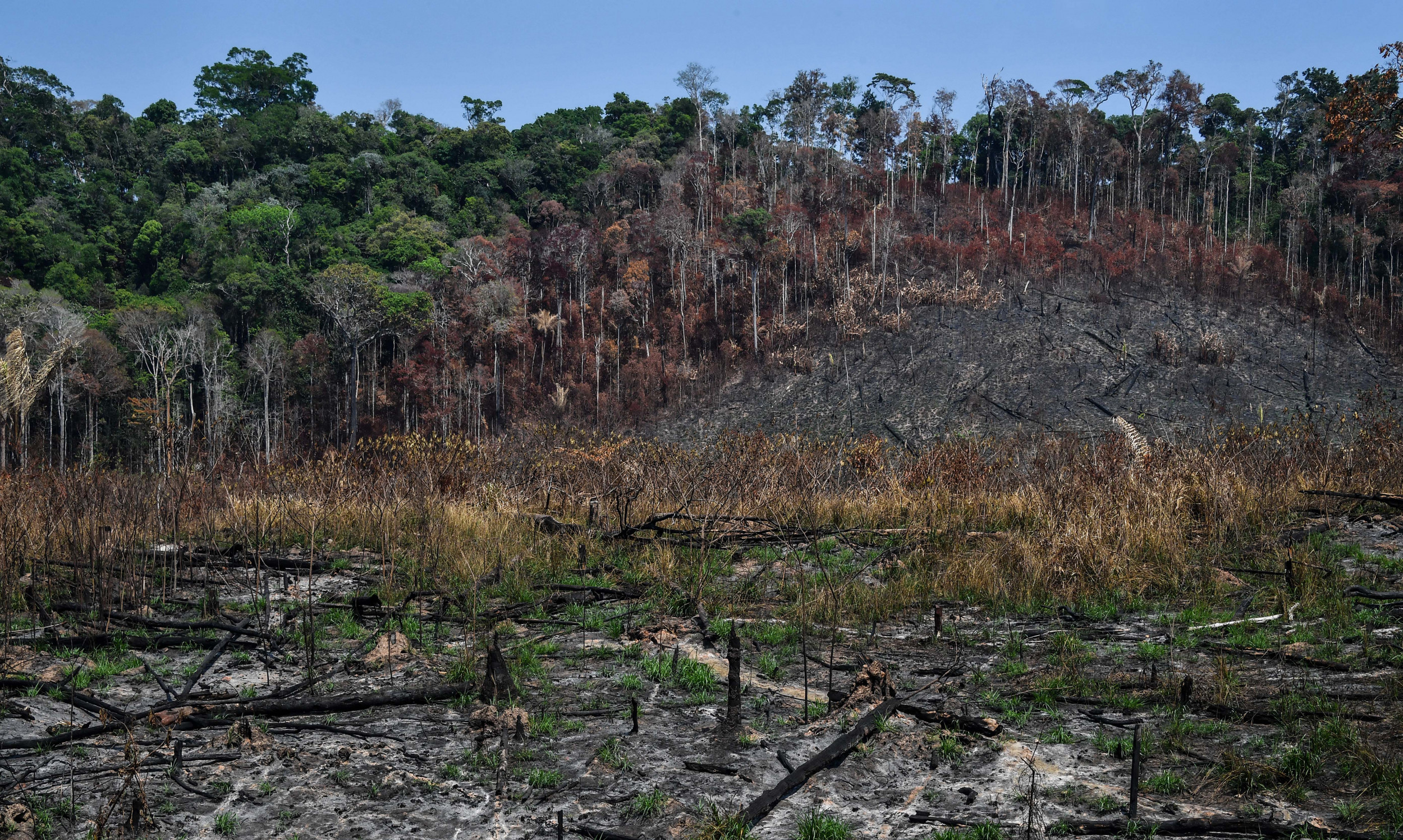 Deforestation Debate Climate Transform