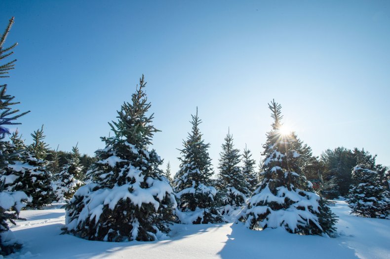 Christmas trees in snow