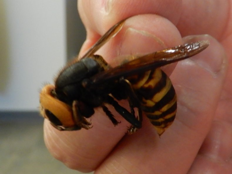 asian giant hornet, washington state, WSDA