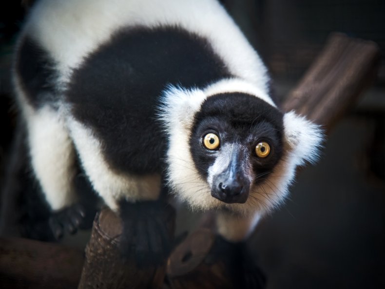 ruffed, lemur, primate, stock, getty