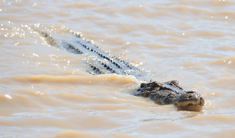 Salwater crocodile
