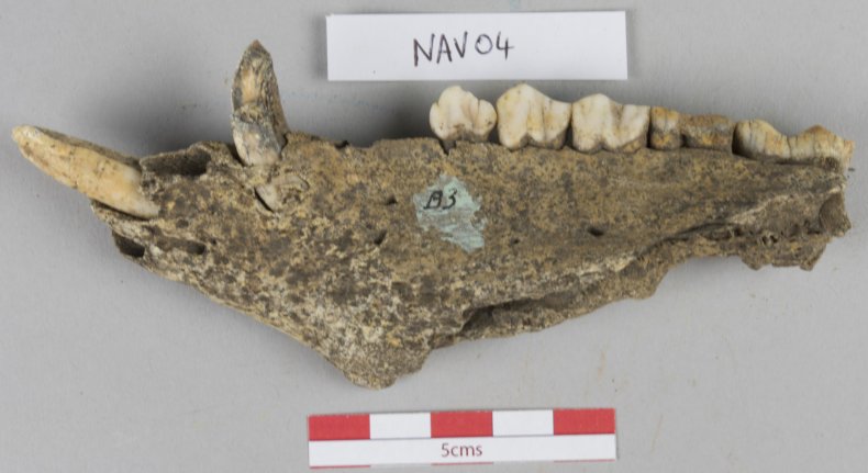 ancient pig jaw