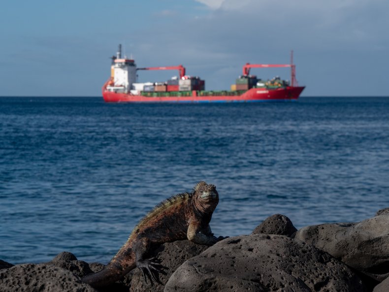 Marine Iguana in Galapagos