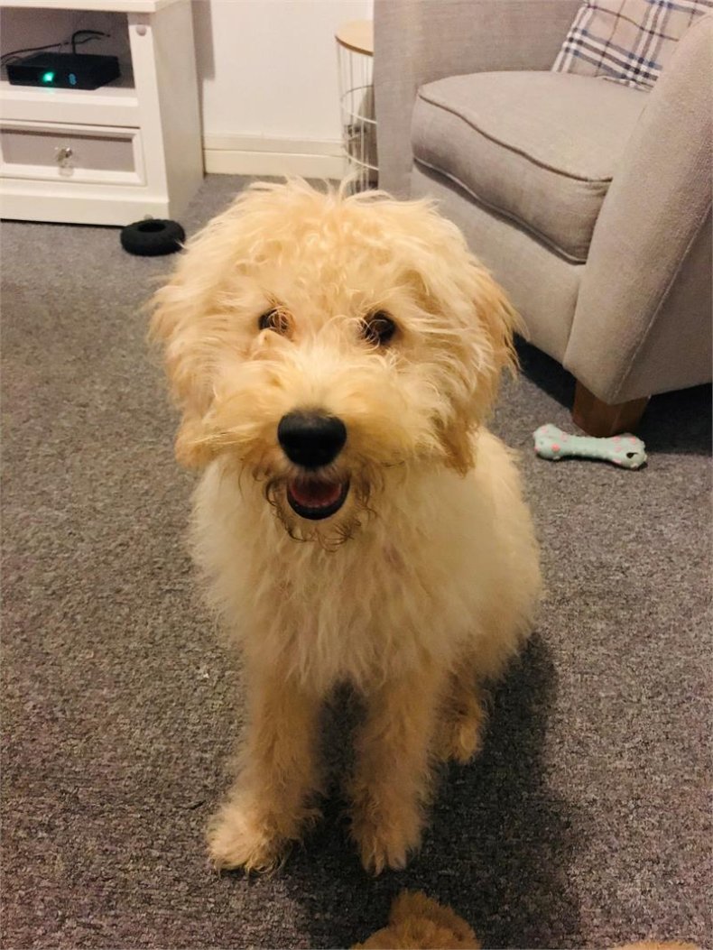 labradoodle