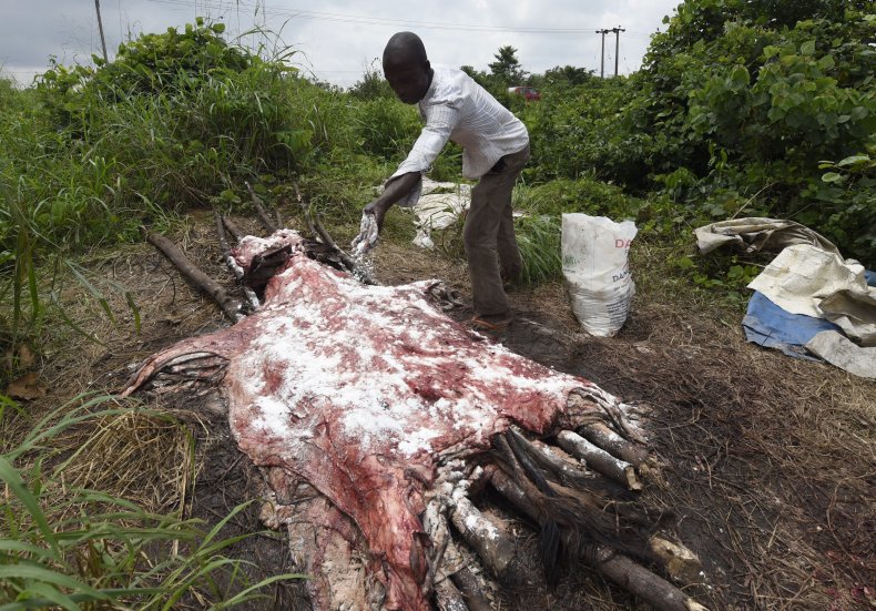 donkey hide, Ejiao