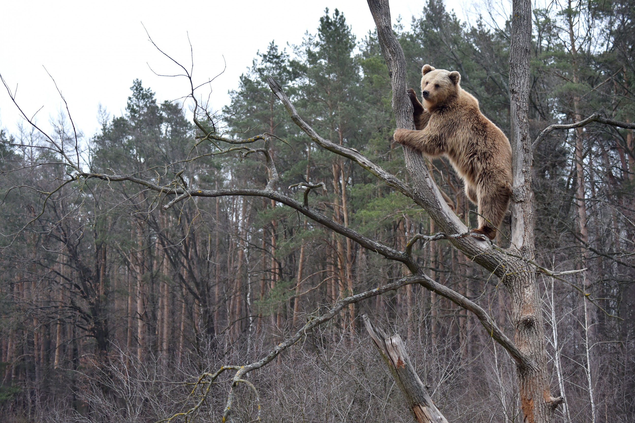 bears-in-ukraine-aren-t-hibernating-because-it-s-too-warm-have-started