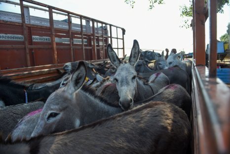 Donkeys news & latest pictures from Newsweek.com