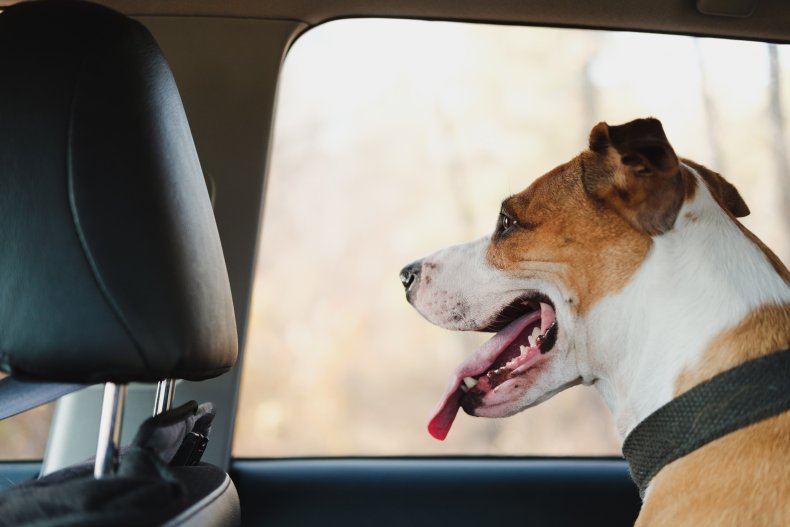 dog in car