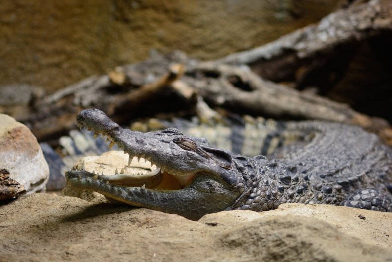 Philipine Crocodile