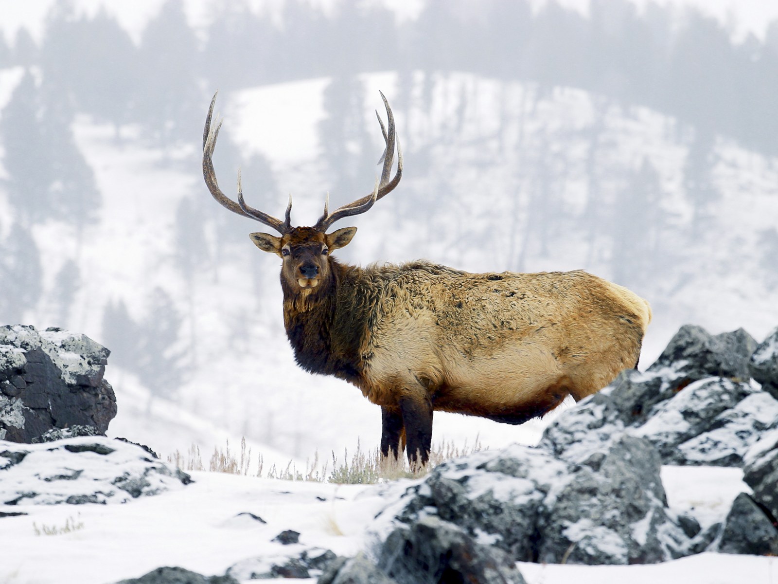Stunning Video Shows Herd Of Elk Running Up A Hill Near Denver It Is Quite The Sight To See