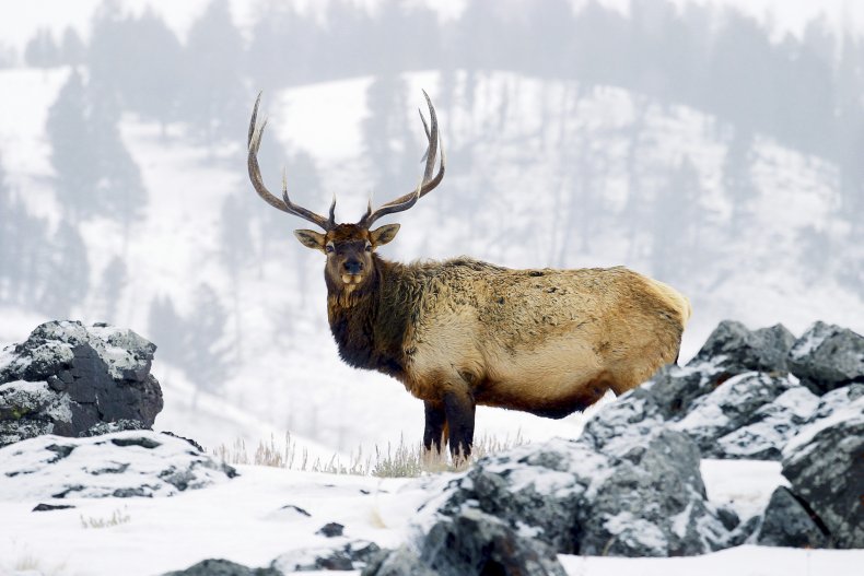 elk, winter, yellowstone, getty, stock