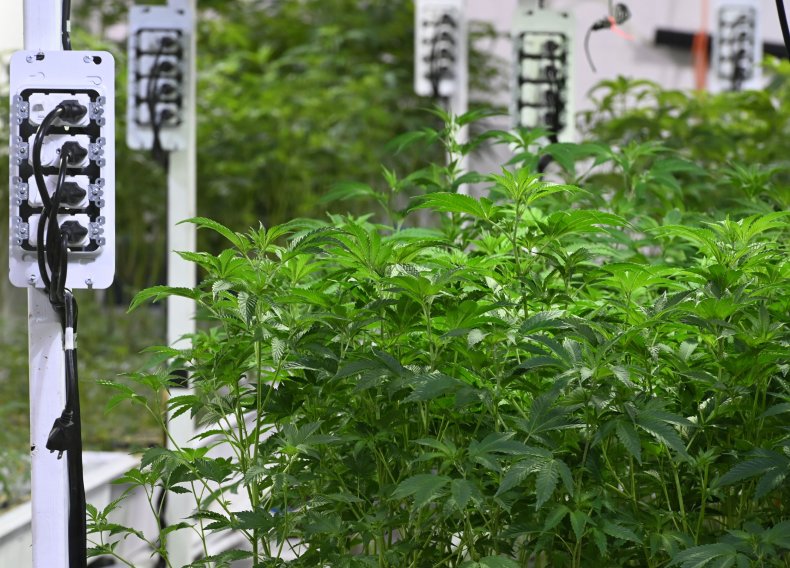 Marijuana Federal Guidance Needed, Cannabis Companies Say