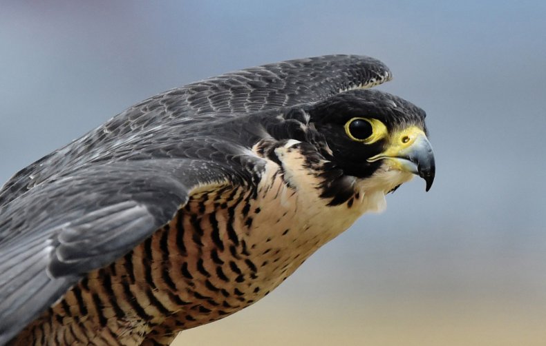 Maltese falcon