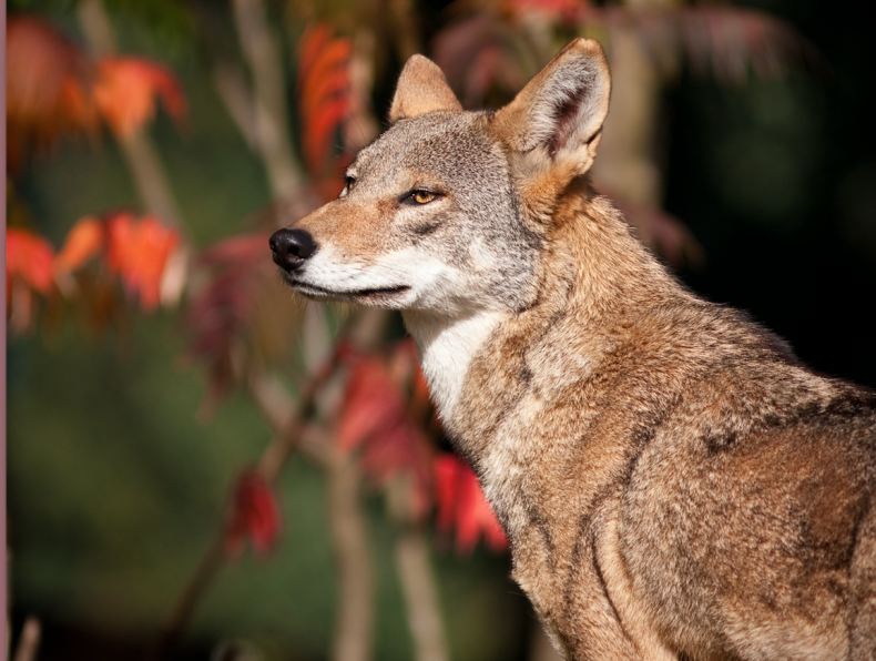 red wolf