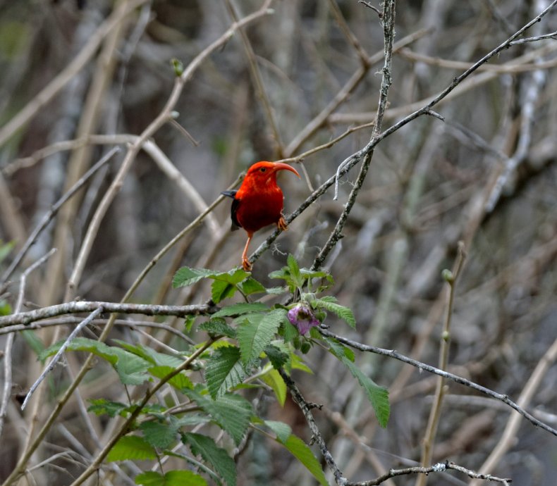 honeycreeper bird