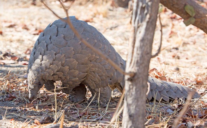 pangolin