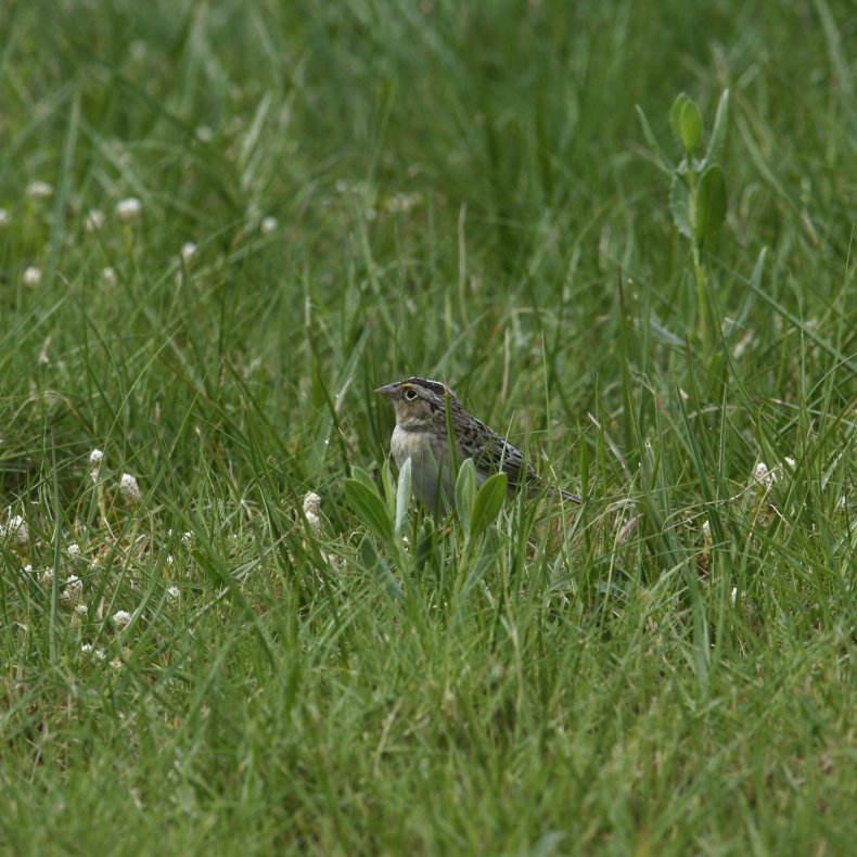 grasshopper sparrow