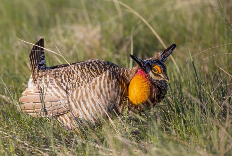 Prairie Chicken
