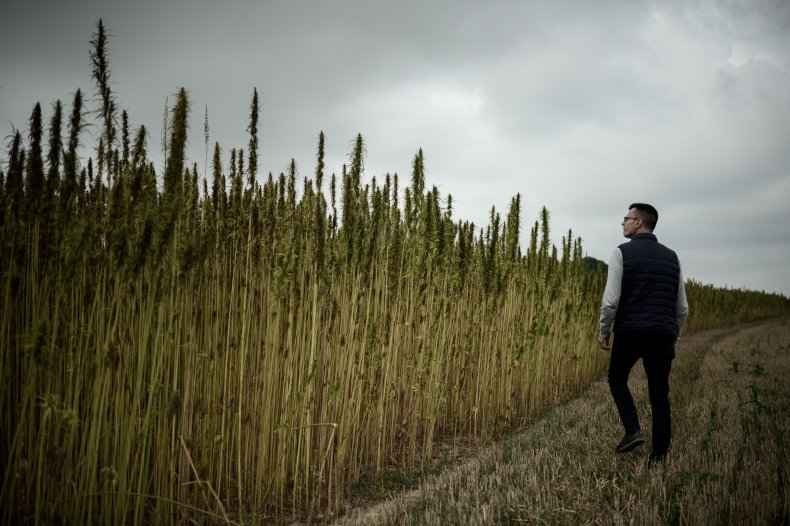 Hemp