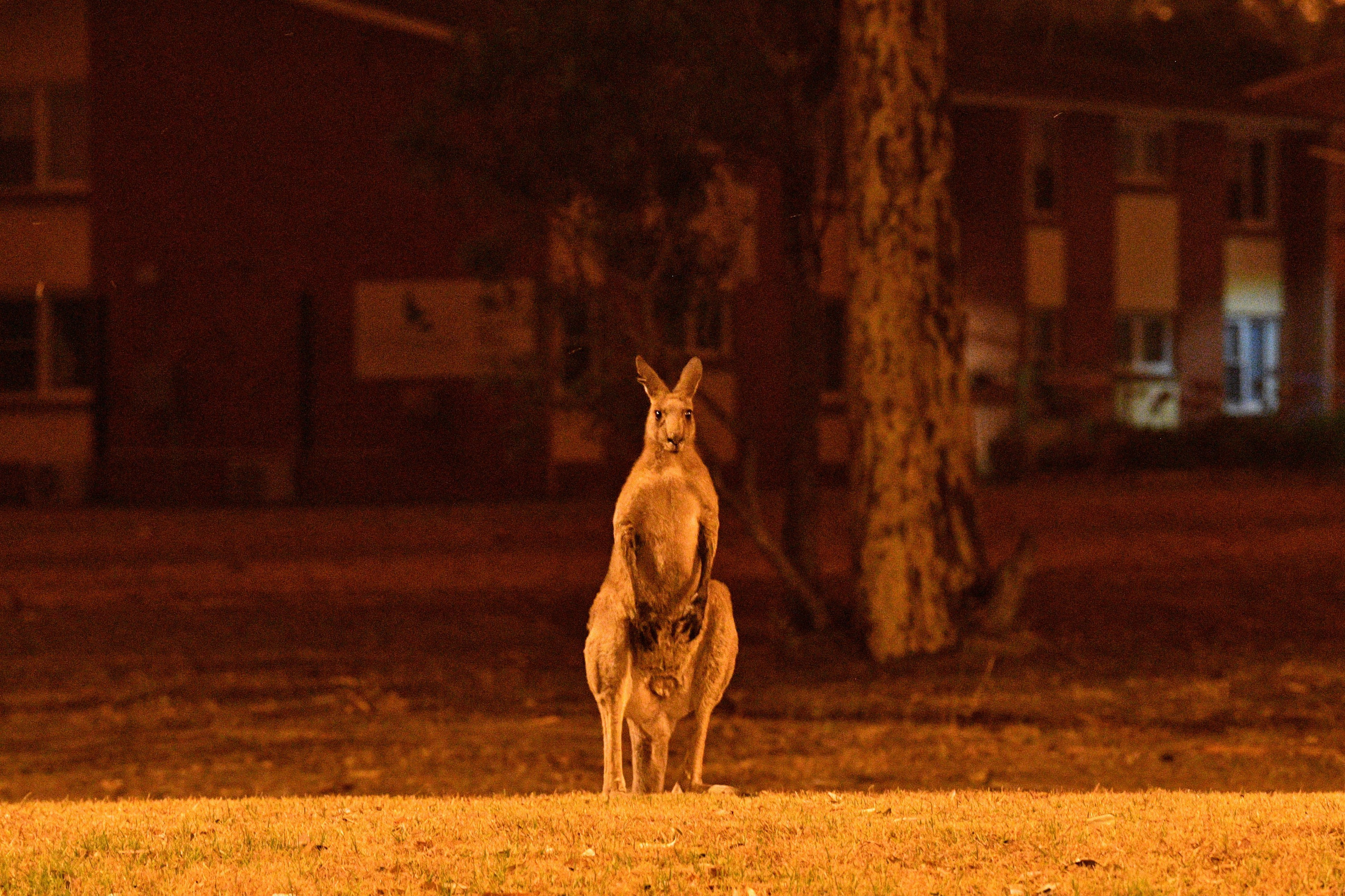 Australian Are Close to Half a Billion Mammals, Birds and Reptiles: