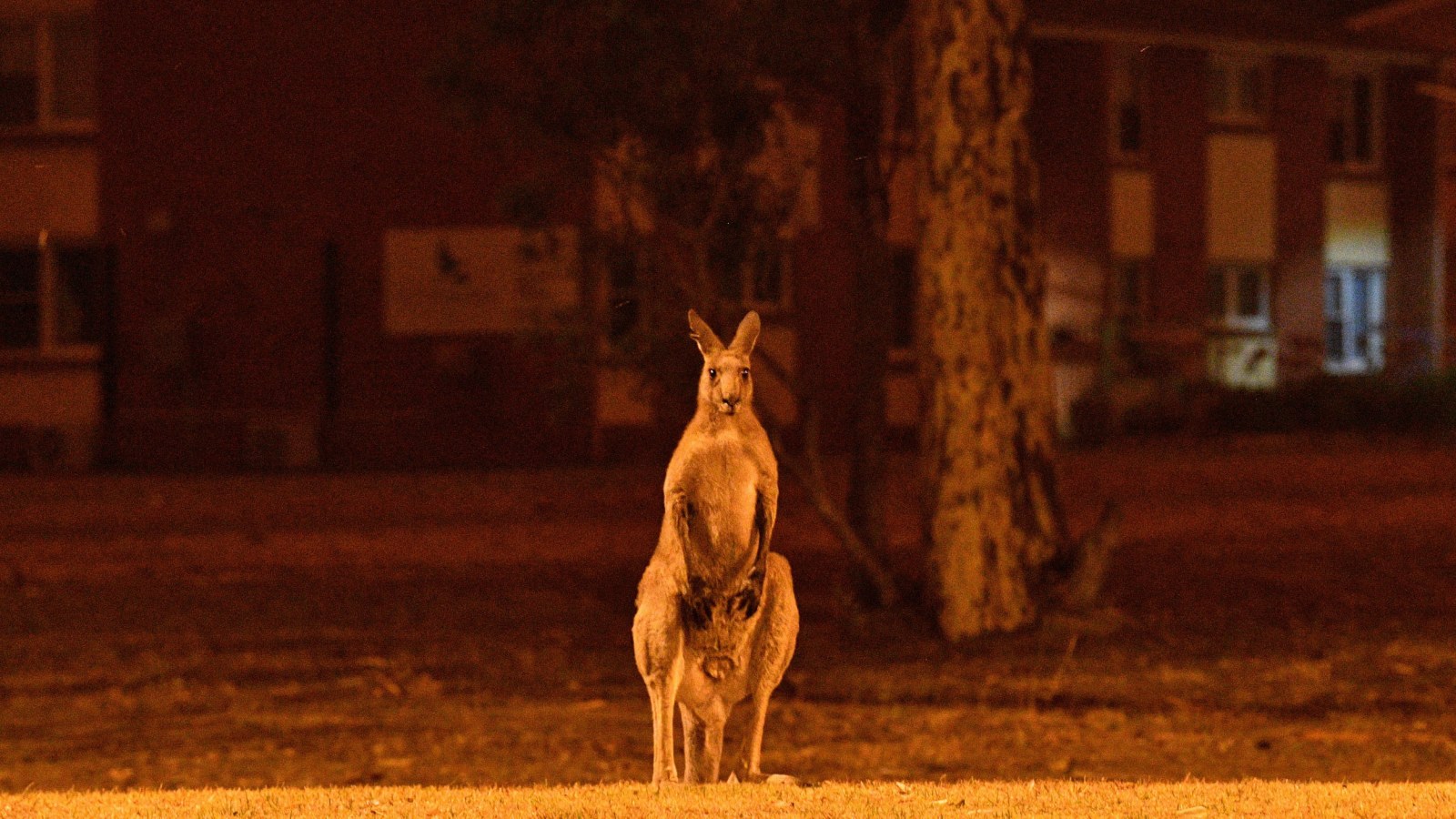 Australian Wildfires Are Impacting Close To Half A Billion Mammals Birds And Reptiles Report