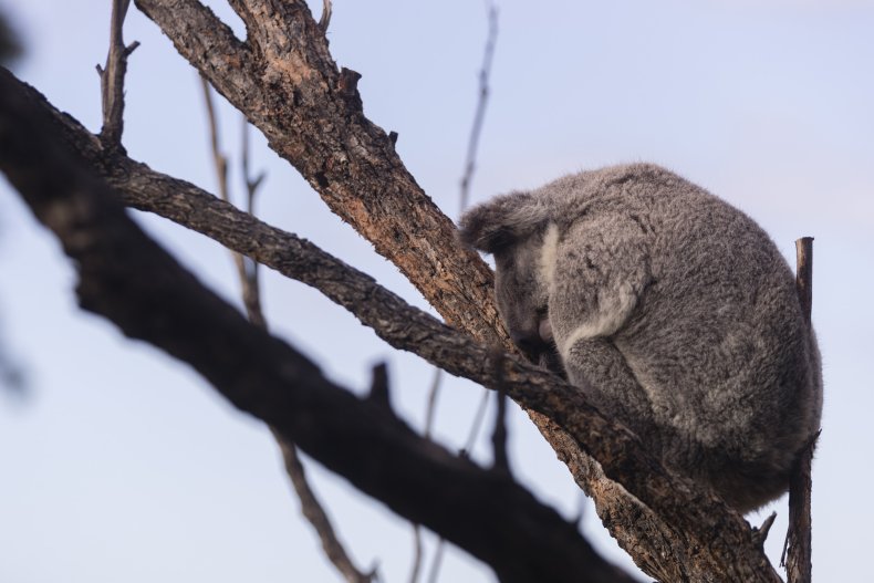 Koala