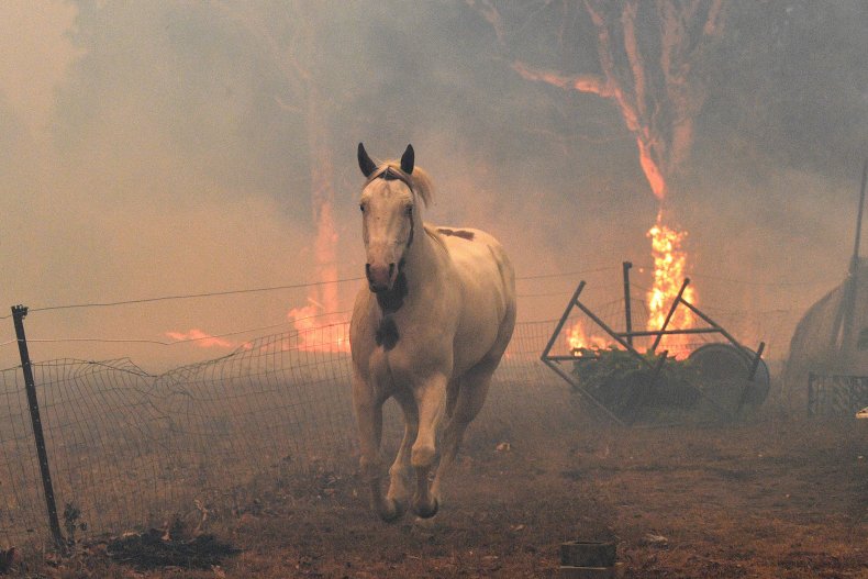 Australian fire horse