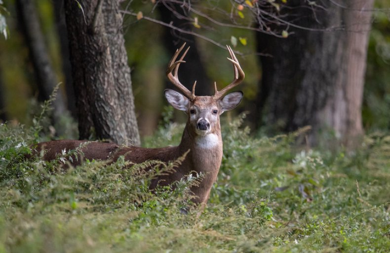 White tailed deer buck (Stock) White tailed deer buck (Stock)