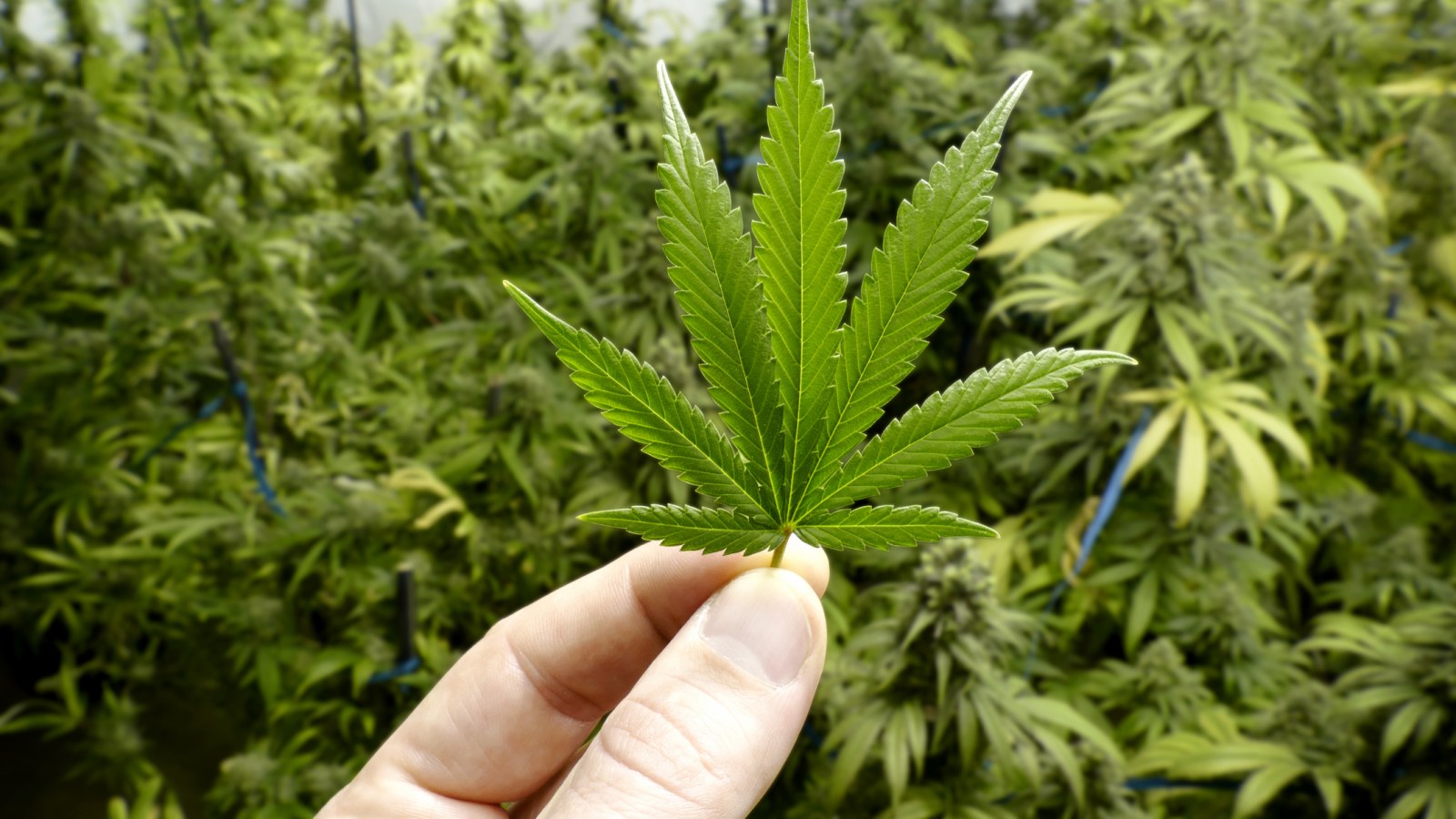 Buy weed online Brisbane