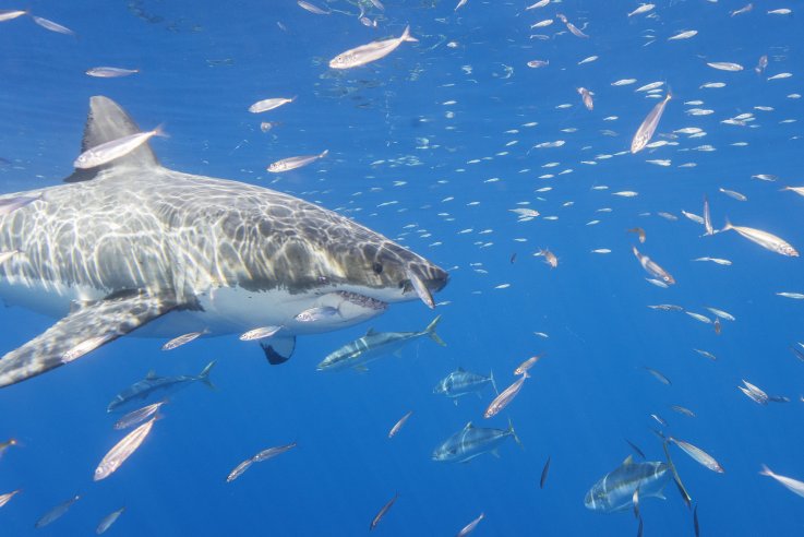 White Shark White Shark