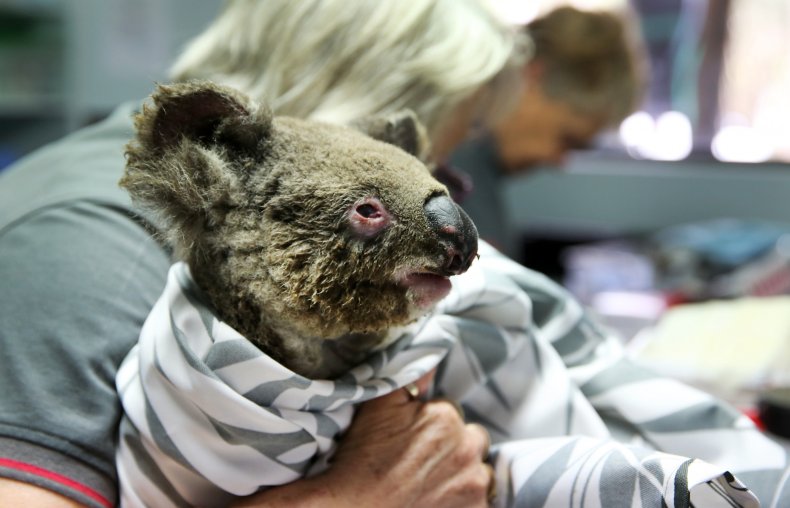 koala australia wildfire photos 