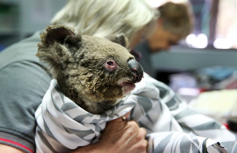 koala australia wildfire photos