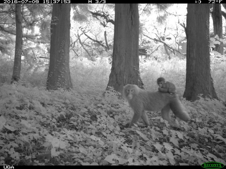 Macaque