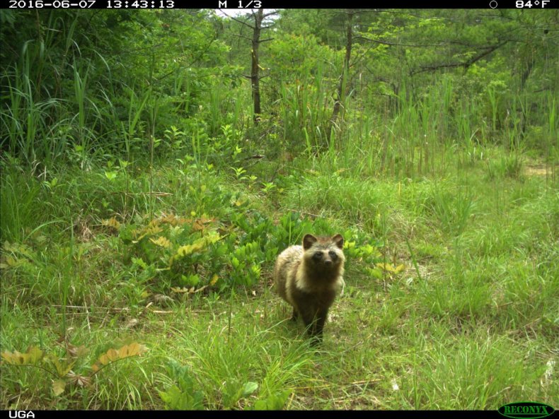 Raccoon dog