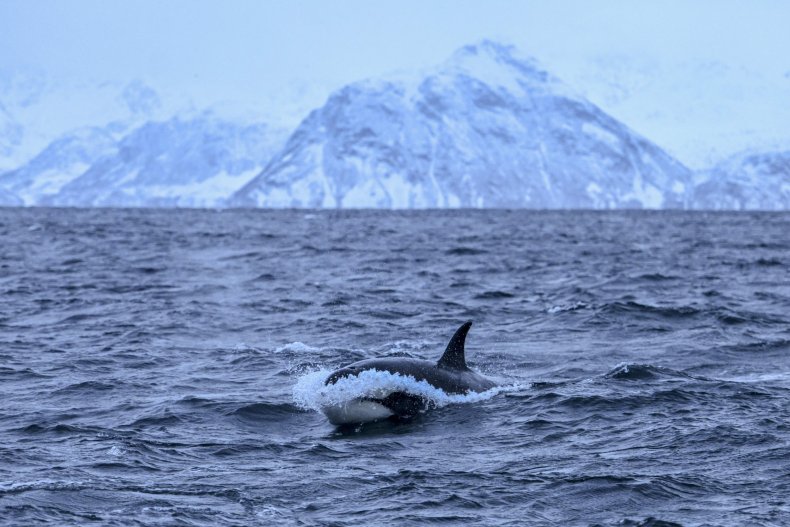 Orca Orca
