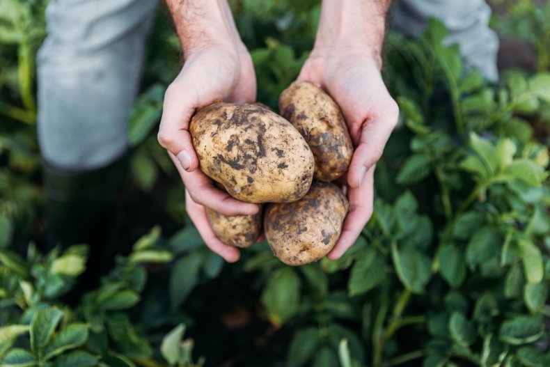 potato, vegetable, stock, getty, farm, produce,