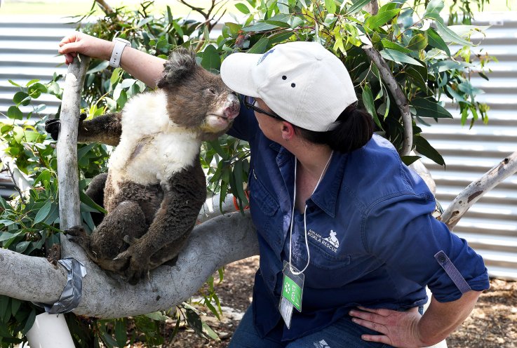 Koala rescued Koala rescued